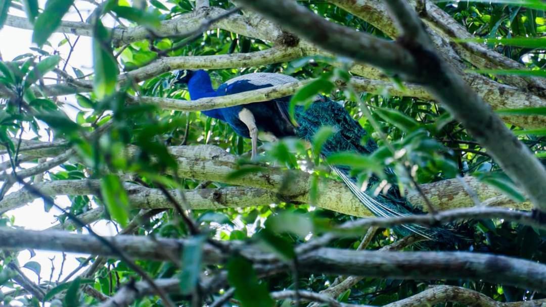 Hathawariya Green View Cabin Talpe Ngoại thất bức ảnh